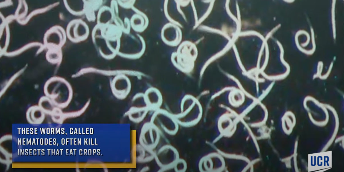 L'Università della California scopre preziosi alleati per l'agricoltura